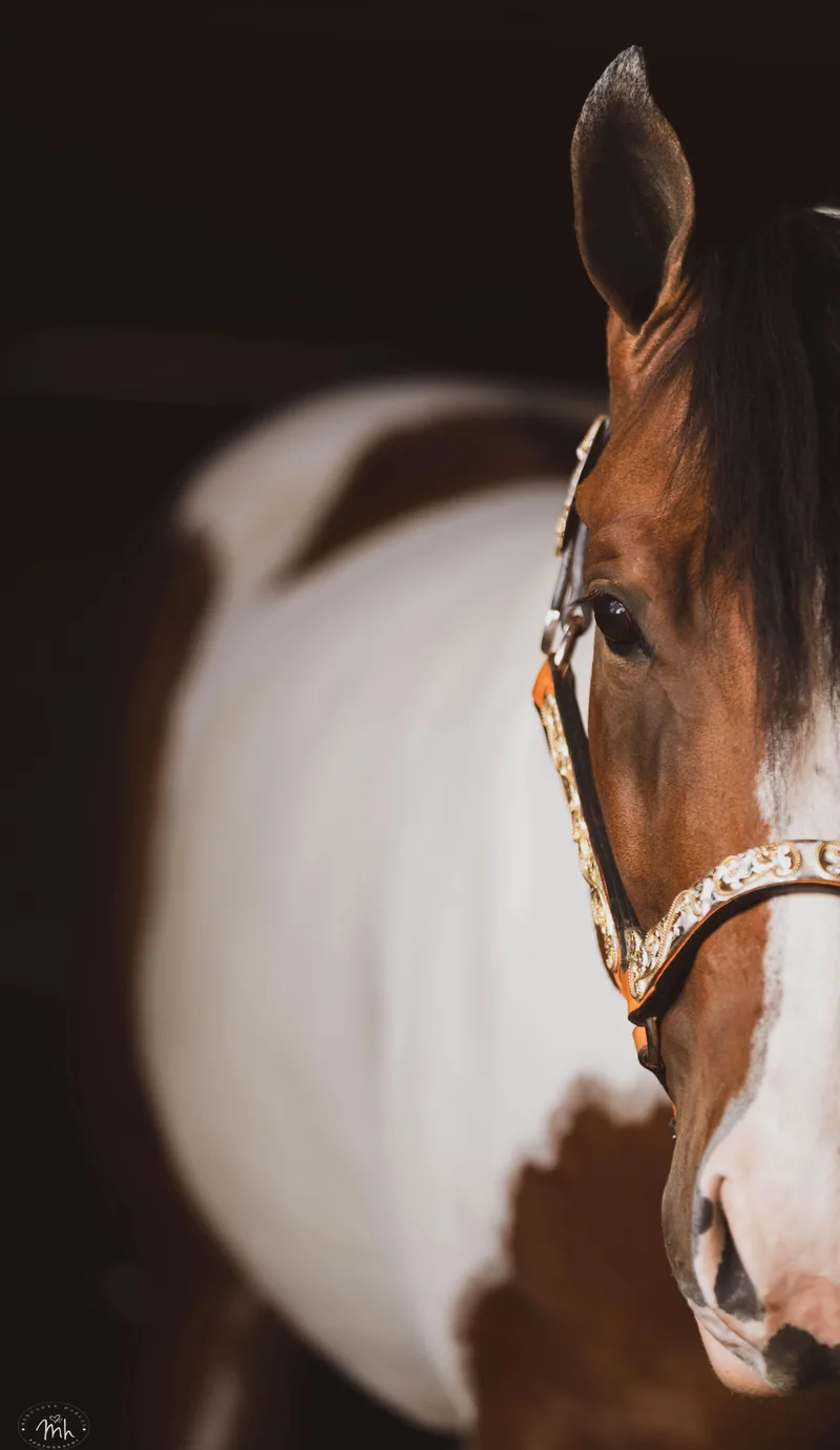 Horse training
