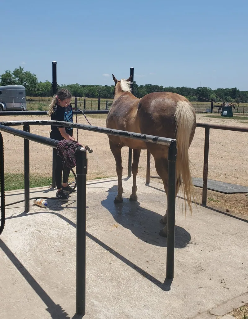 Wash rack with palomino horse